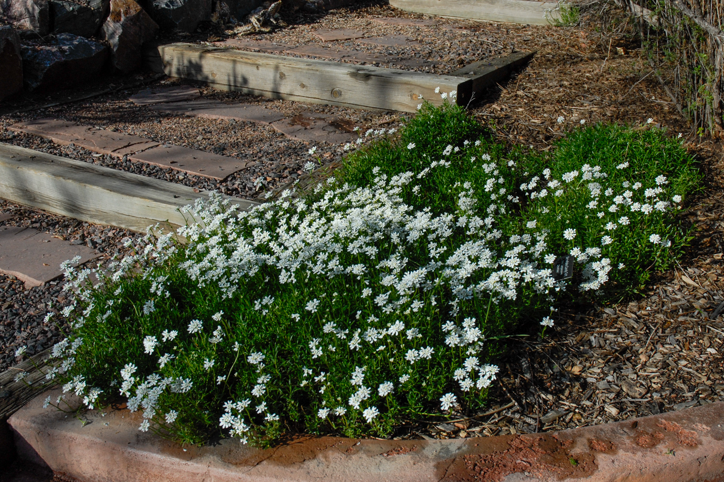 Snowflake Candytuft